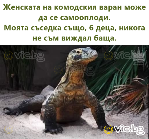 Женската на комодския варан може да се самооплоди. Моята съседка също, 6 деца, никога не съм виждал баща.