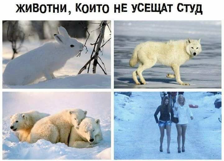 Животни, които не усещат студ