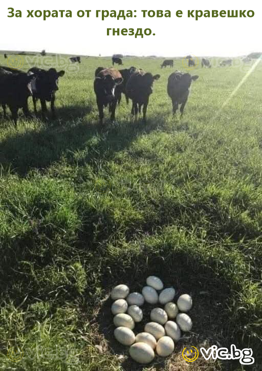 За хората от града: това е кравешко гнездо.