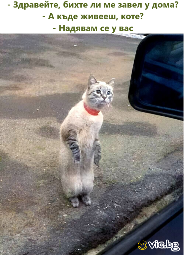 - Здравейте, бихте ли ме завел у дома? - А къде живееш, коте? - Надявам се у вас
