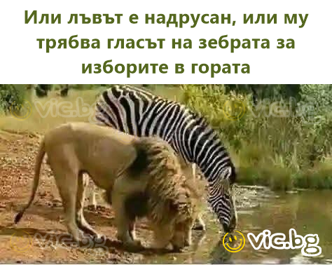 Или лъвът е надрусан, или му трябва гласът на зебрата за изборите в гората