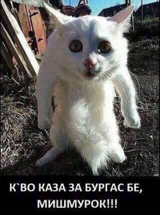 К'во каза за Бургас бе, мишмурок