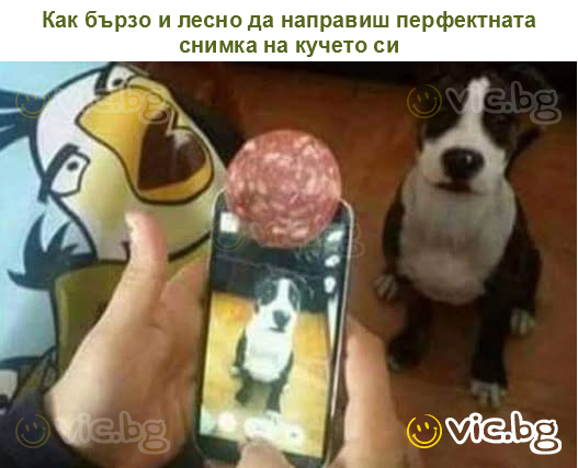 Как бързо и лесно да направиш перфектната снимка на кучето си