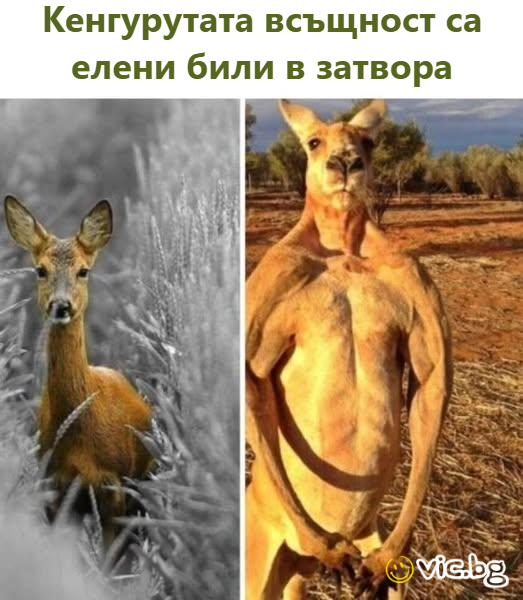 Кенгурутата всъщност са елени били в затвора   