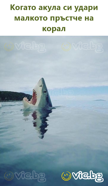 Когато акула си удари малкото пръстче на корал