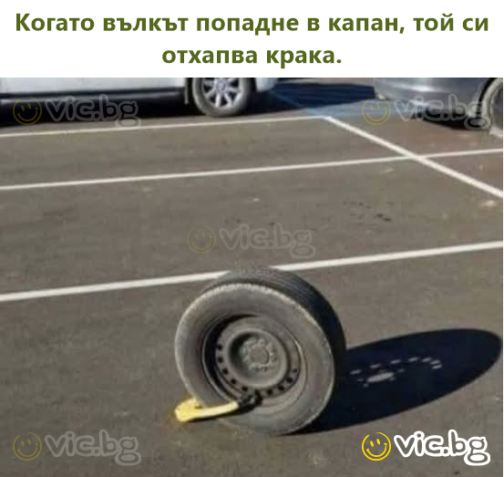 Когато вълкът попадне в капан, той си отхапва крака.