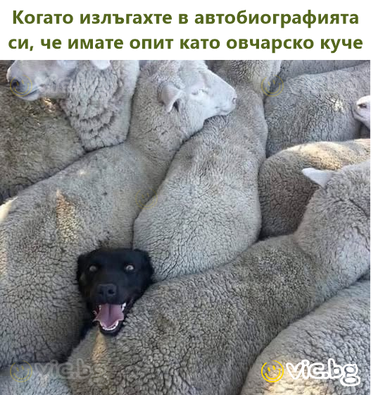Когато излъгахте в автобиографията си, че имате опит като овчарско куче