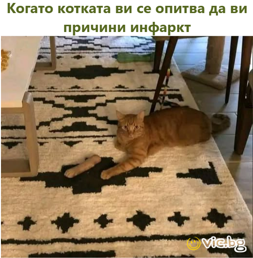 Когато котката ви се опитва да ви причини инфаркт   