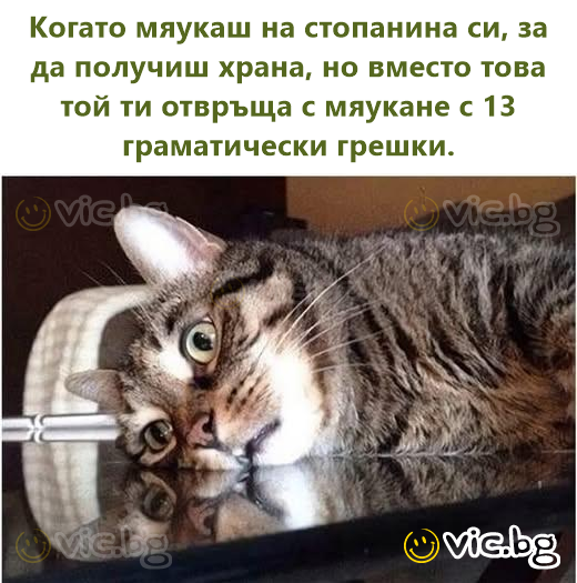 Когато мяукаш на стопанина си, за да получиш храна, но вместо това той ти отвръща с мяукане с 13 граматически грешки.