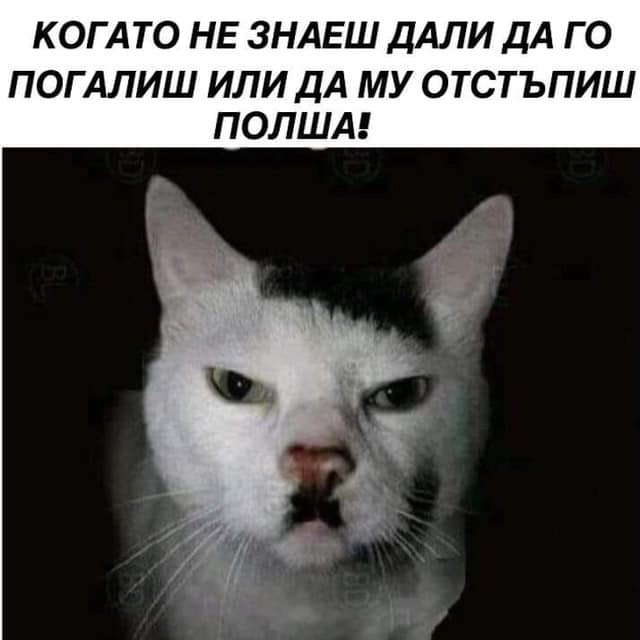 Когато не знаеш дали да го погалиш или да му отстъпиш Полша