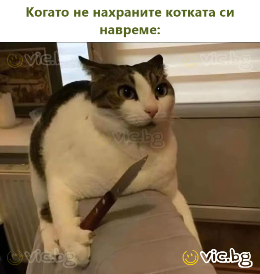 Когато не нахраните котката си навреме: