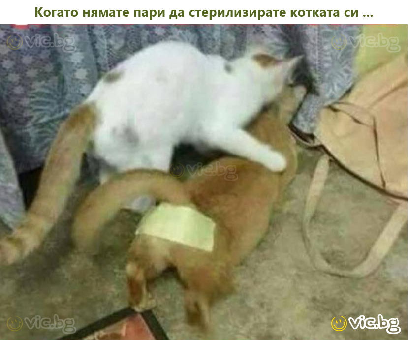 Когато нямате пари да стерилизирате котката си ...
