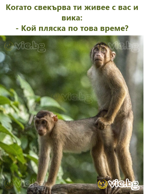 Когато свекърва ти живее с вас и вика:  - Кой пляска по това време?
