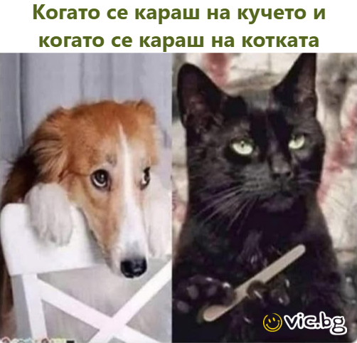 Когато се караш на кучето и когато се караш на котката
