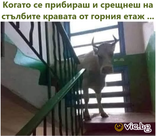 Когато се прибираш и срещнеш на стълбите кравата от горния етаж ...