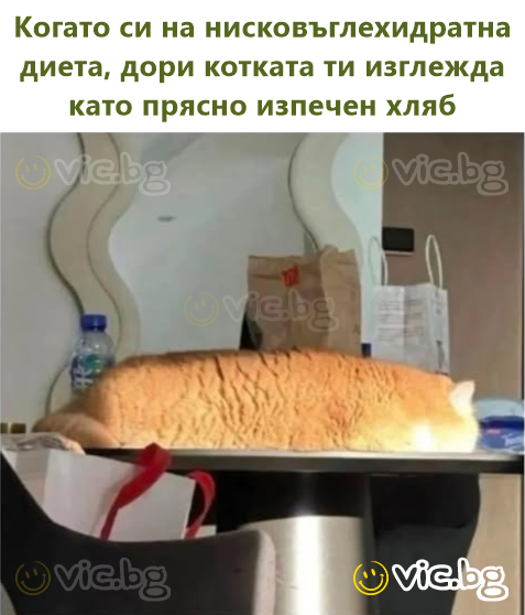 Когато си на нисковъглехидратна диета, дори котката ти изглежда като прясно изпечен хляб