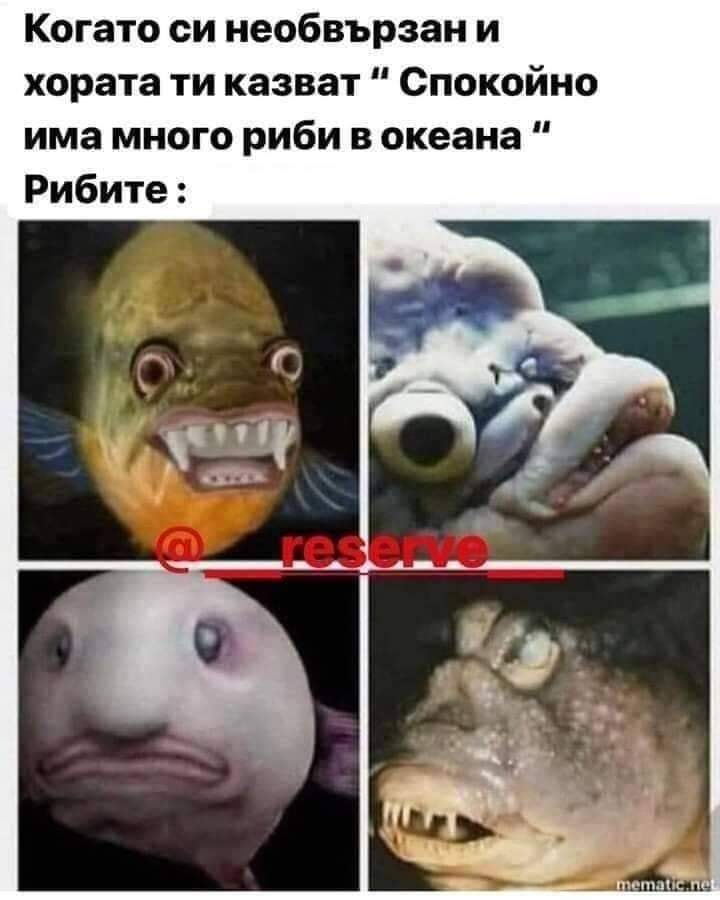 Когато си необвързан и хората ти казват: "Спокойно има много риби в океана". Рибите: