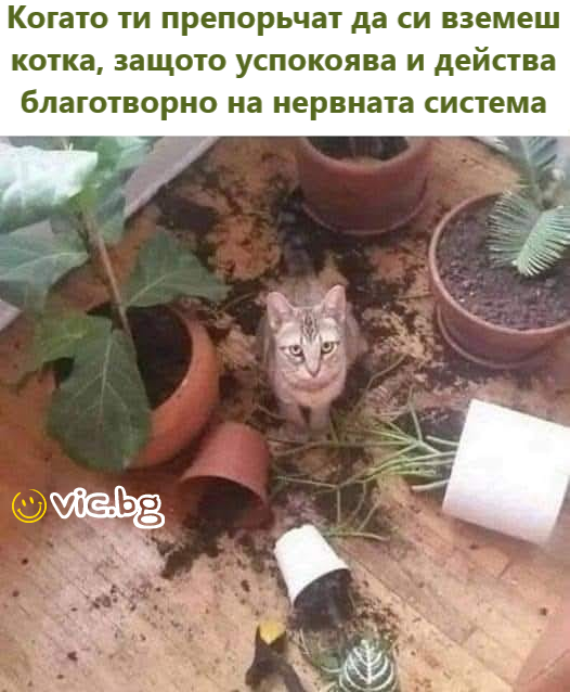 Когато ти препорьчат да си вземеш котка, защото успокоява и действа благотворно на нервната система