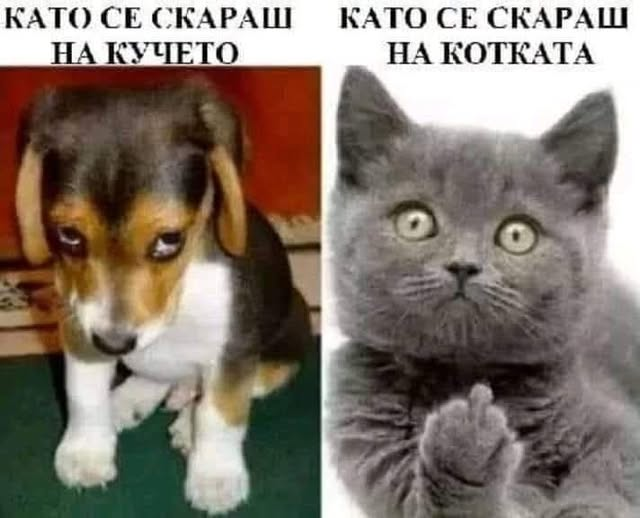 Когато цял ден си ловувал вкусни мишки а стопанинът ти не иска да ги яде