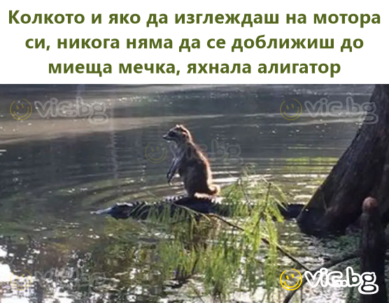 Колкото и яко да изглеждаш на мотора си, никога няма да се доближиш до миеща мечка, яхнала алигатор
