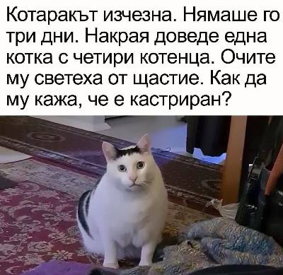 Котаракът изчезна. Нямаше го три дни. Накрая доведе една котка с четири котенца. Очите му светеха от щастие. Как да му кажа, че е кастриран?