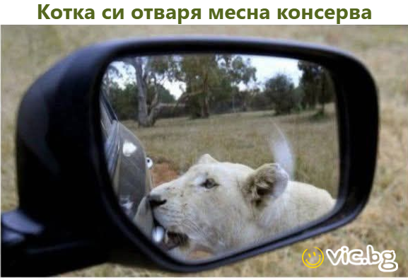 Котка си отваря месна консерва