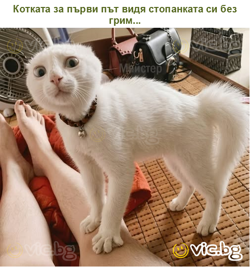 Котката за първи път видя стопанката си без грим...