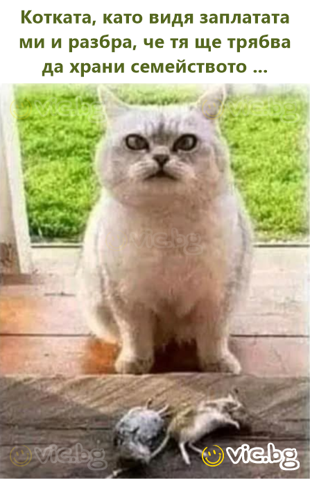 Котката, като видя заплатата ми и разбра, че тя ще трябва да храни семейството ...