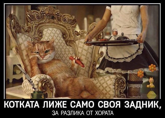 Котката лиже само своя задник, за разлика от хората