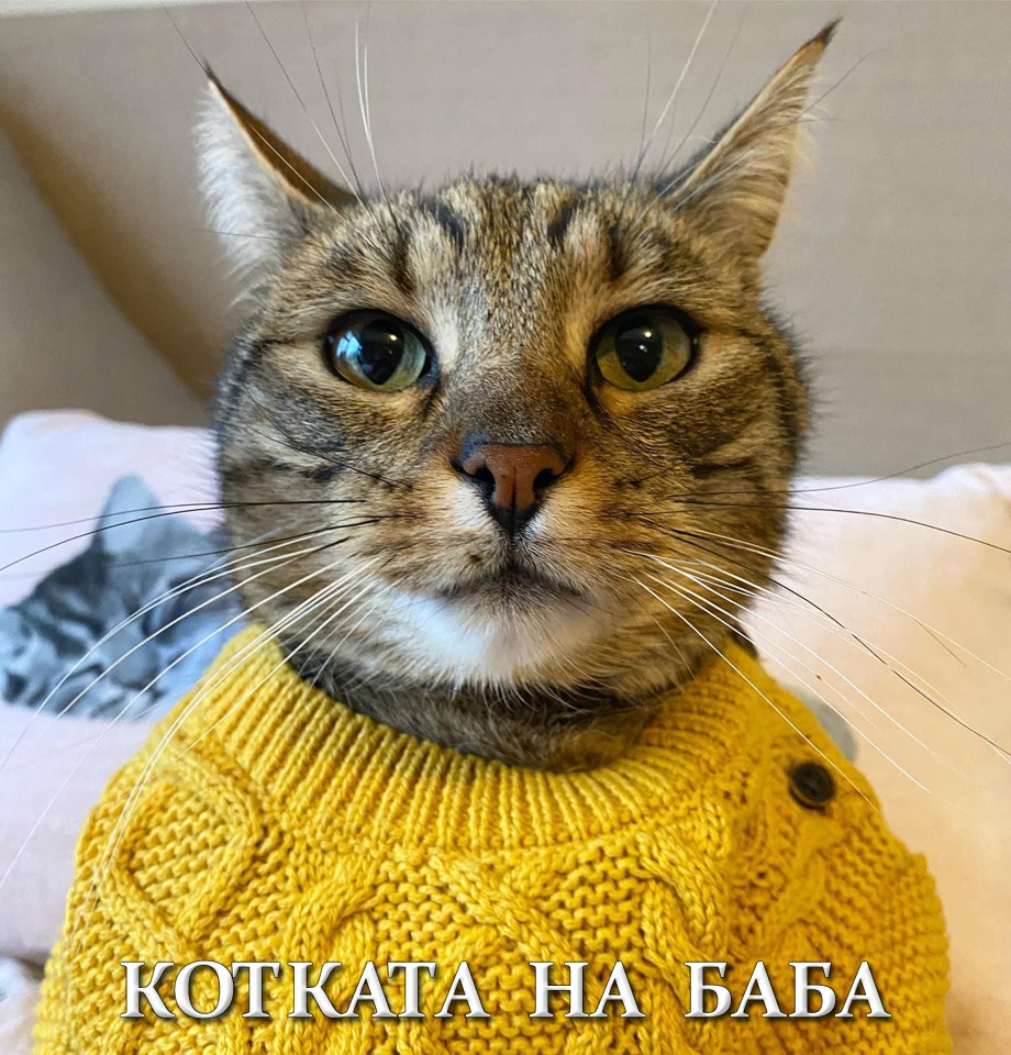 котката на баба