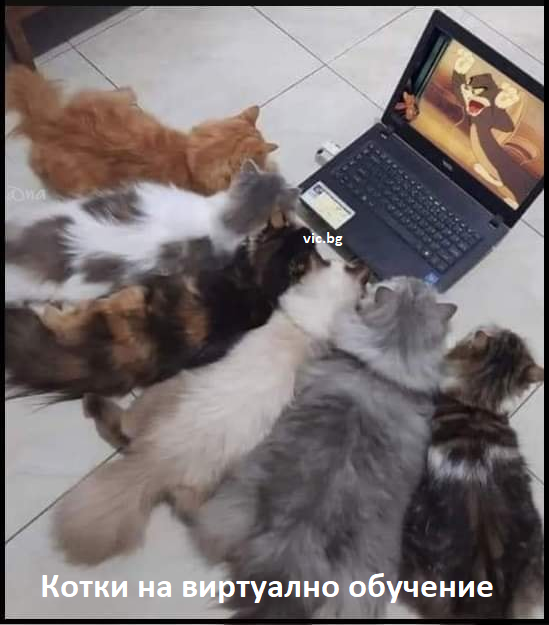 Котки, на виртуално обучение