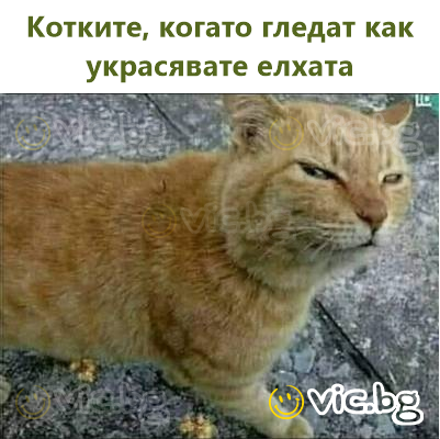 Котките, когато гледат как украсявате елхата