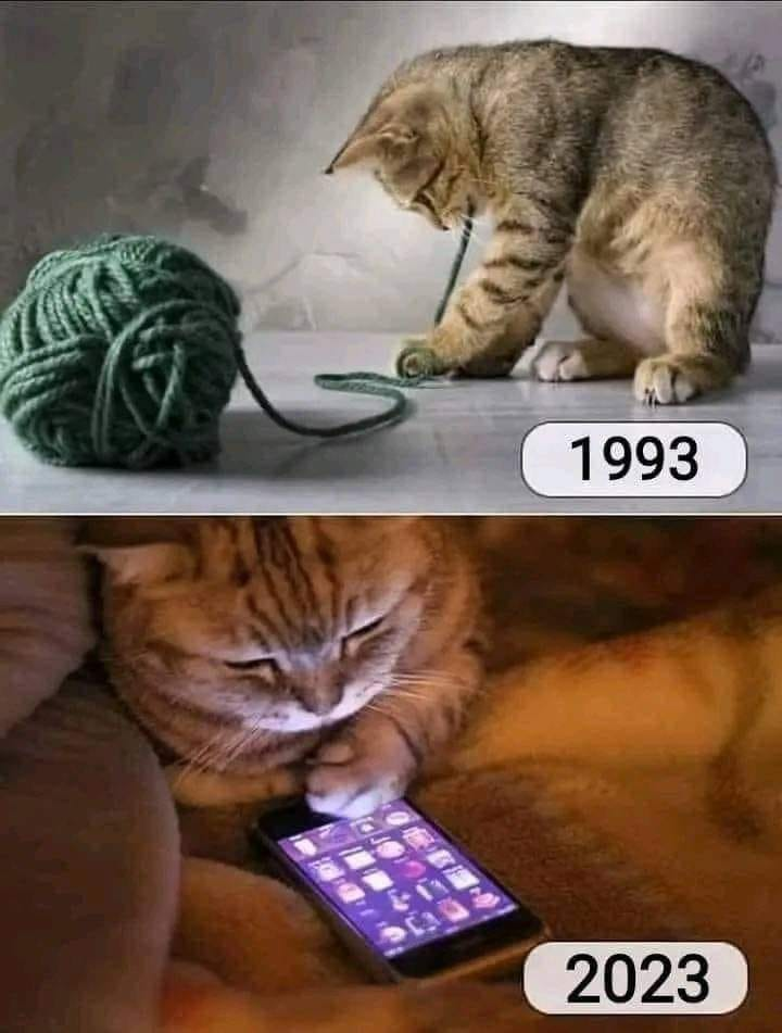Котките през 1993 и 2023