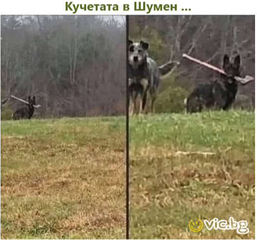 Кучетата в Шумен ...
