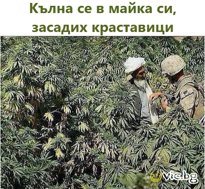 Кълна се в майка си, засадих краставици