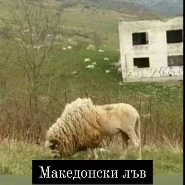 Македонски лъв