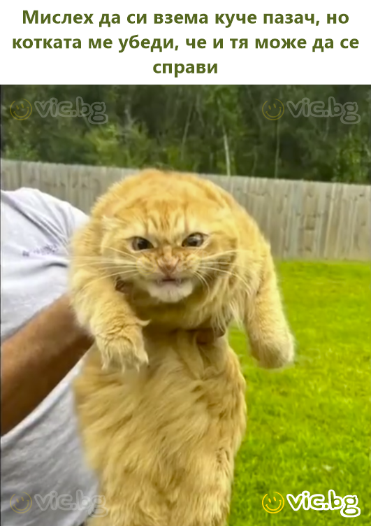 Мислех да си взема куче пазач, но котката ме убеди, че и тя може да се справи