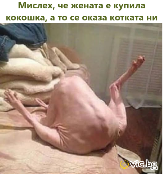 Мислех, че жената е купила кокошка, а то се оказа котката ни