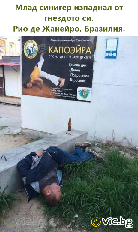 Млад синигер изпаднал от гнездото си. Рио де Жанейро, Бразилия.