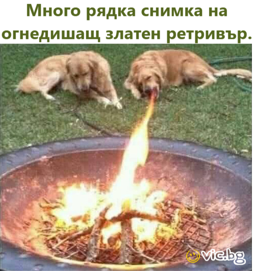 Много рядка снимка на огнедишащ златен ретривър.