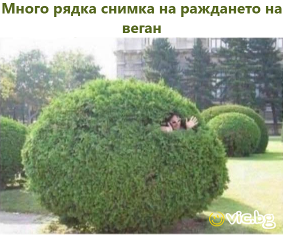 Много рядка снимка на раждането на веган