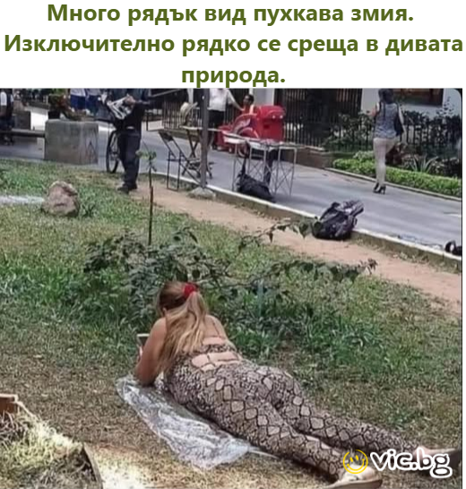 Много рядък вид пухкава змия.  Изключително рядко се среща в дивата природа.