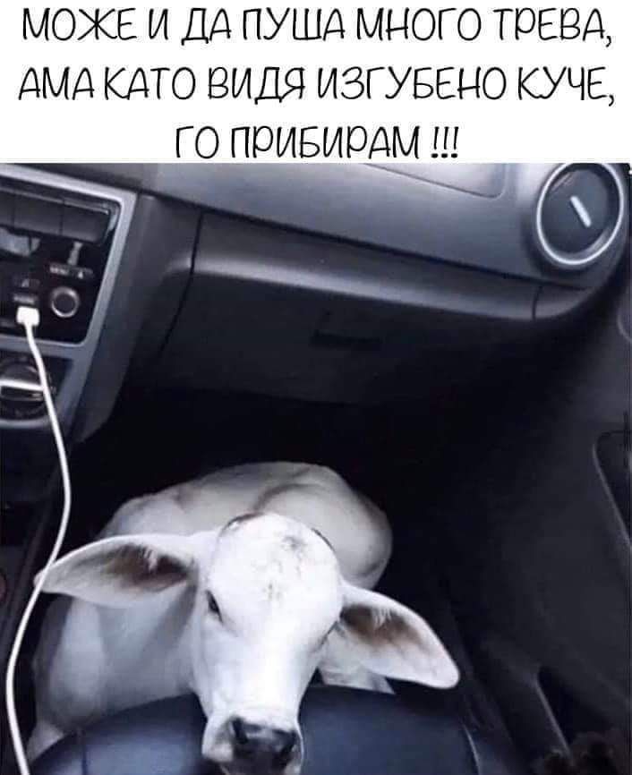 Може и да пуша много трева, ама като видя изгубено куче, го прибирам