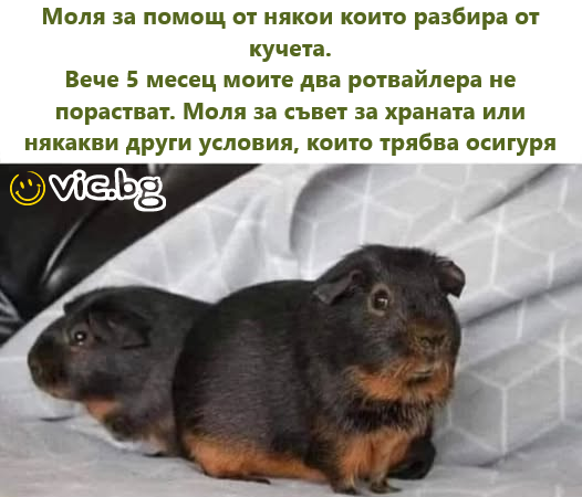 Моля за помощ от някои които разбира от кучета. Вече 5 месец моите два ротвайлера не порастват. Моля за съвет за храната или някакви други условия, които трябва осигуря