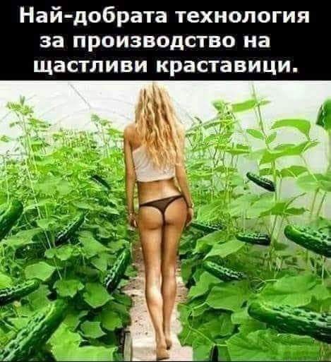 Най-добрата технология за производство на щастливи краставици