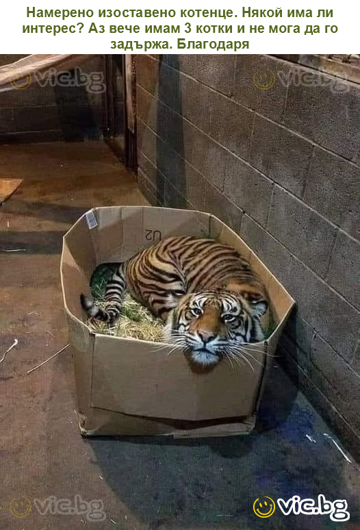 Намерено изоставено котенце. Някой има ли интерес? Аз вече имам 3 котки и не мога да го задържа. Благодаря