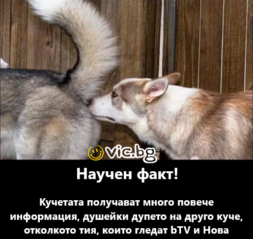 Научен факт! Кучетата получават много повече информация, душейки дупето на друго куче, отколкото тия, които гледат bTV и Нова