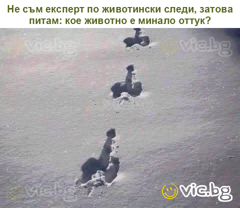 Не съм експерт по животински следи, затова питам: кое животно е минало оттук?