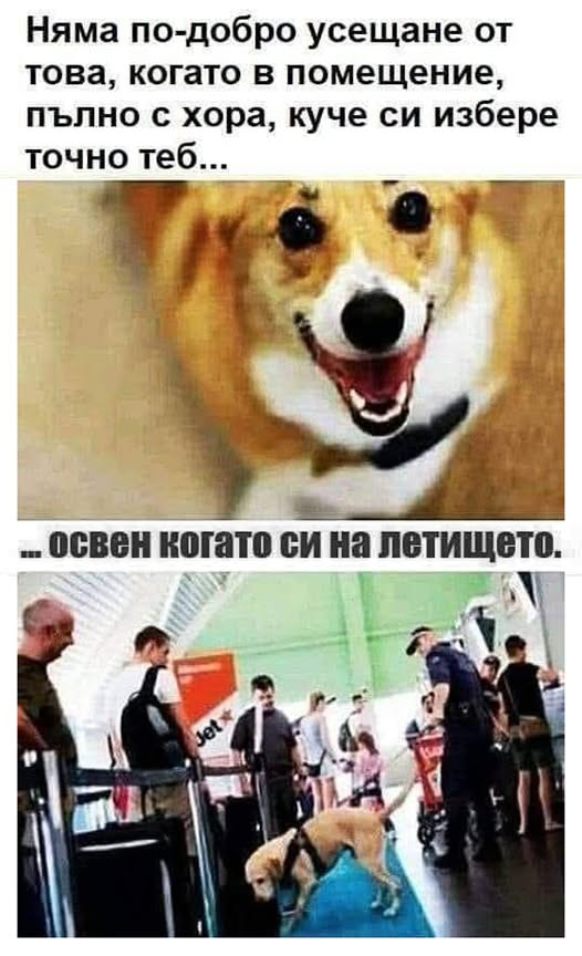 Няма по-добро усещане от това, когато в помещение, пълно с хора, куче си избере точно теб ... освен когато си на летището.