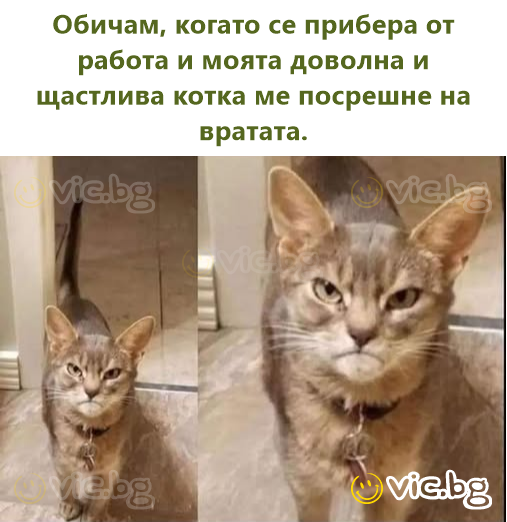 Обичам, когато се прибера от работа и моята доволна и щастлива котка ме посрешне на вратата.
